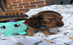 Miniature Dachshund dogs for sale: Amazing Champ Bloodlines Mini Dachshunds ✨ - Image 12