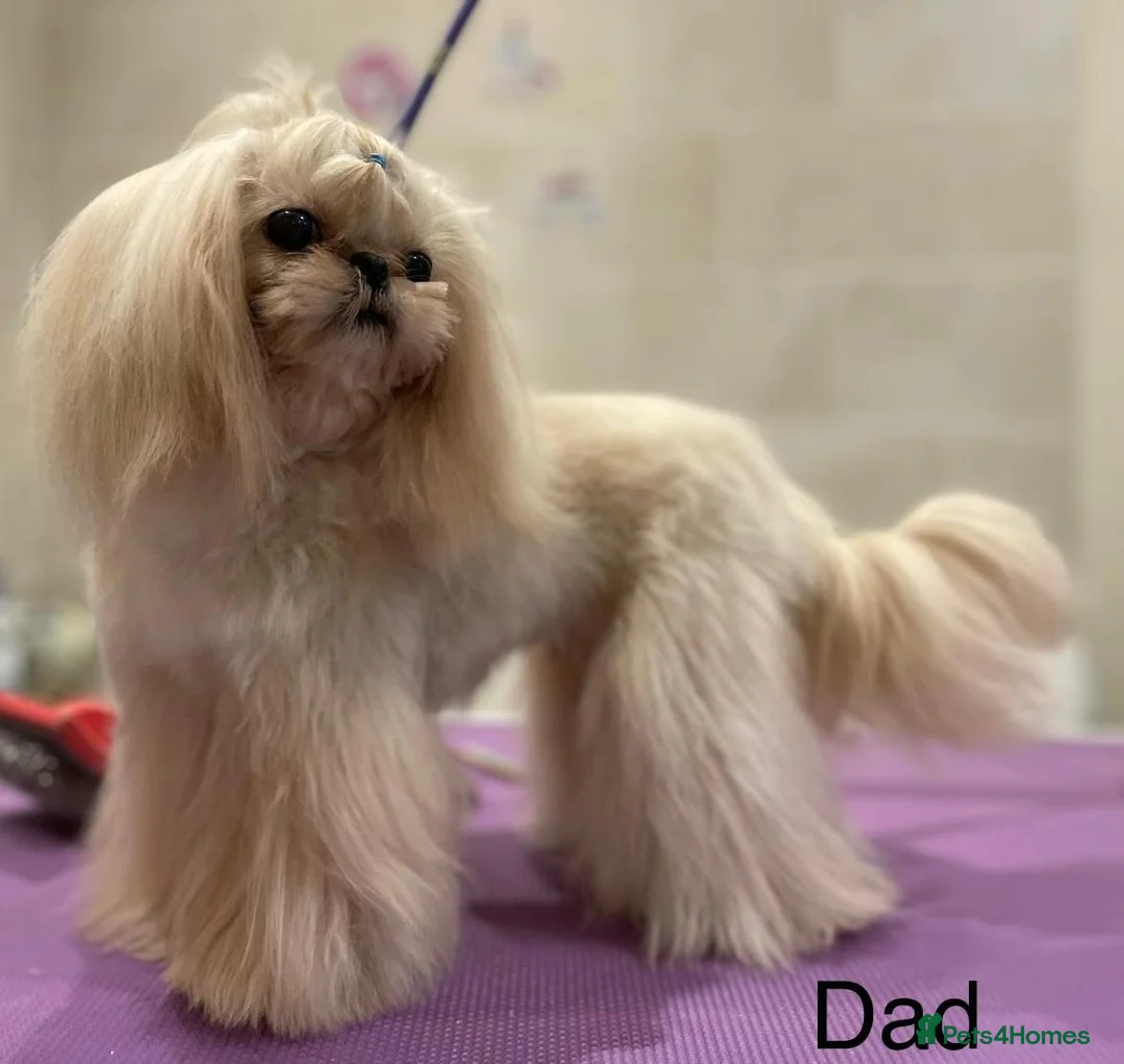 Shih Tzu dogs for stud:  **  2KG Imperial Karashishi Shih Tzu KC Reg Stud in Winchester - Advert 2