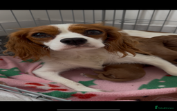 Cavapoo dogs for sale: Red Cavapoo Puppies 4 males 1 female Left - Image 19