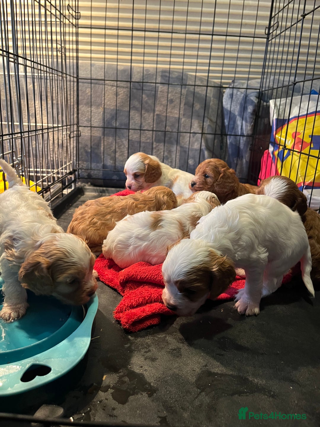 Cavapoo dogs for sale: 6 beautiful Cavapoo puppies for sale - Advert 6