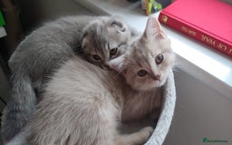 Scottish Fold cats for sale: 🐾 Adorable Scottish Kittens Seeking Loving Homes - Image 3