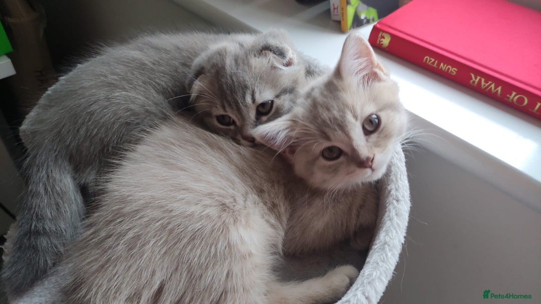 Scottish Fold cats for sale: 🐾 Adorable Scottish Kittens Seeking Loving Homes - Image 3