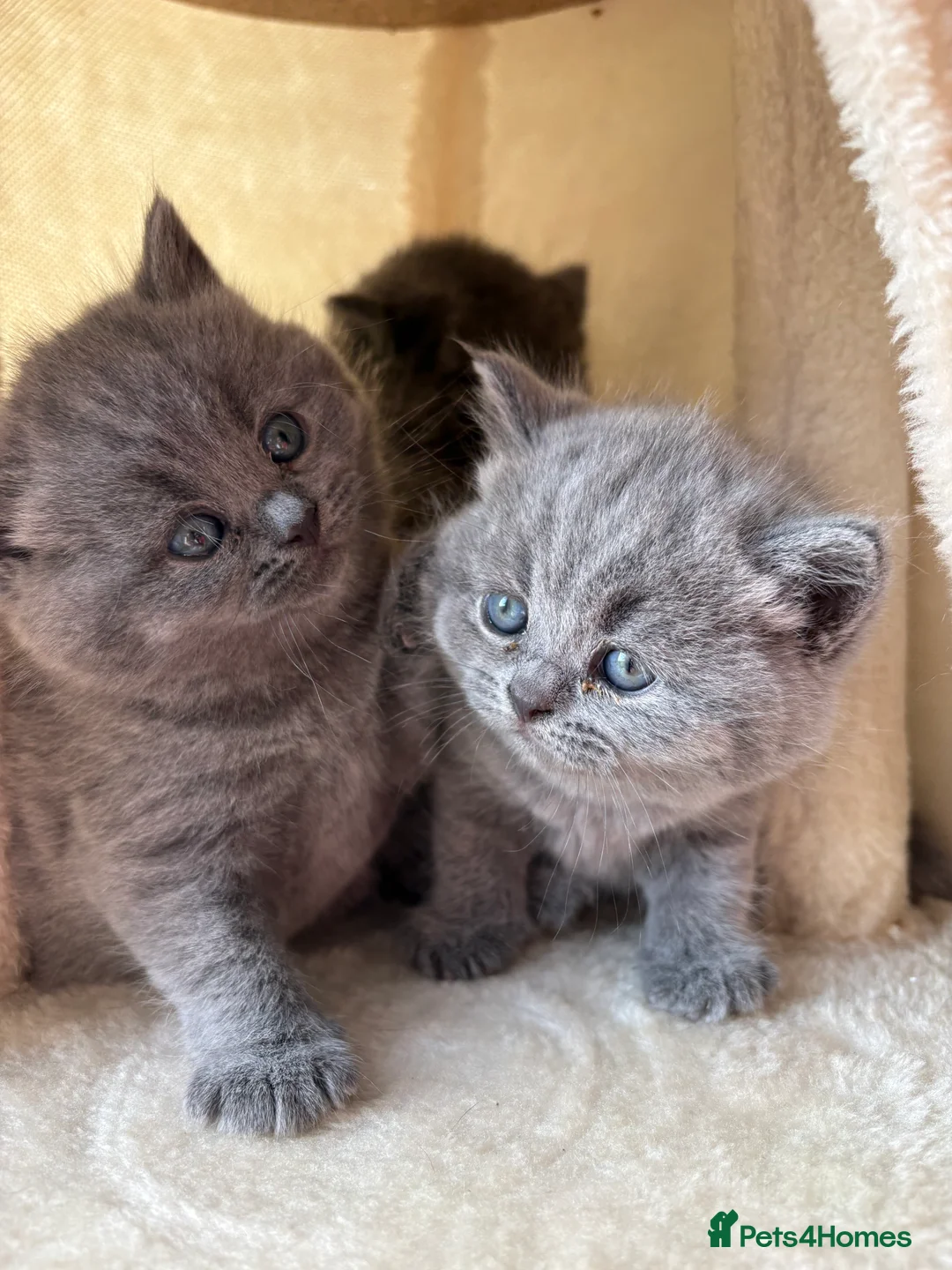 British Shorthair cats for sale: British shortcut in Plymouth - Advert 5