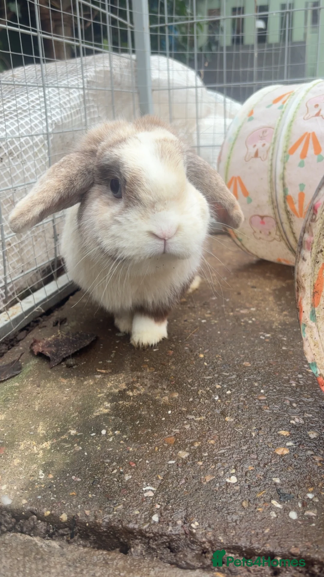 Mini Lop rabbits for sale: mini lop  in Crewe - Advert 2