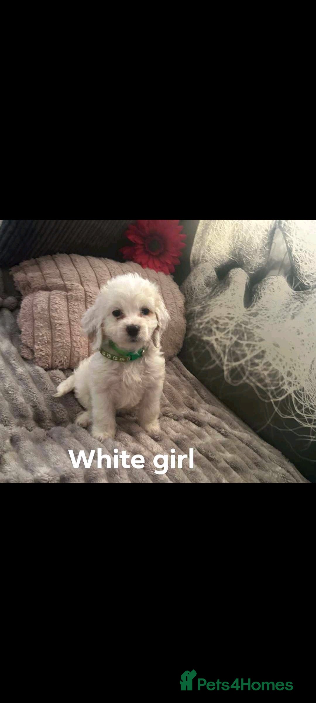 Cockapoo dogs for sale: Last pure white cockapoo  in Barnsley - Image 15