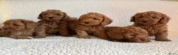 Cockapoo dogs for sale: F1b cockapoo puppies - DNA health test clear  - Advert 21