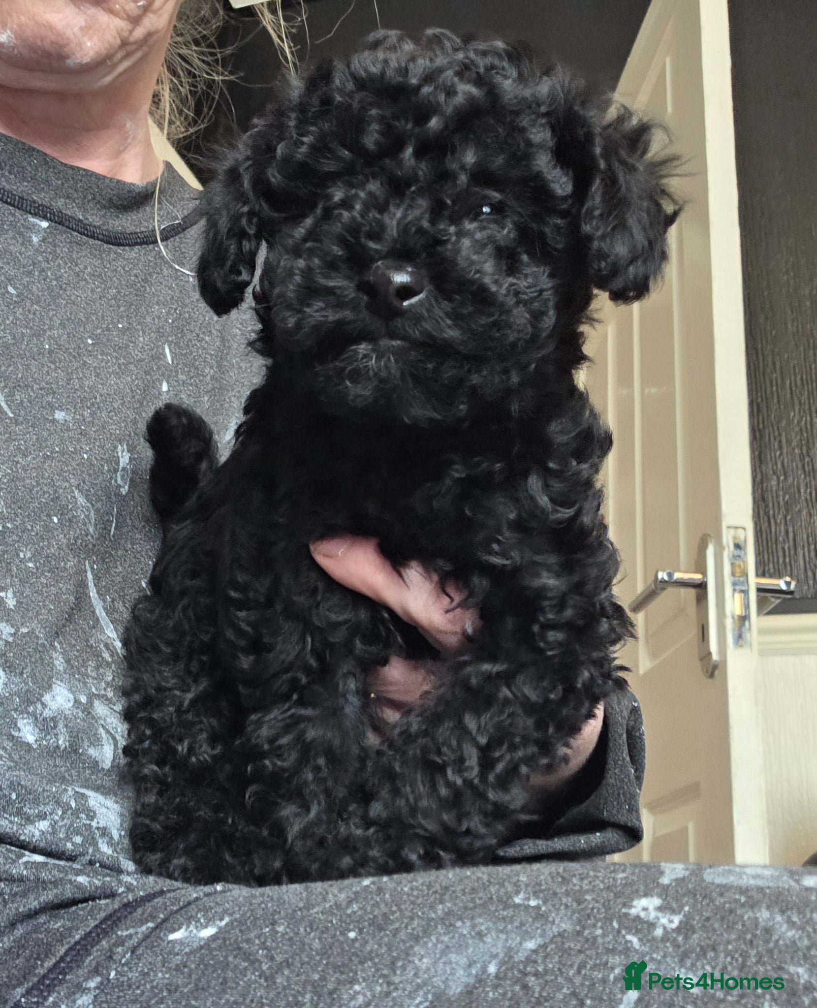Toy Poodle dogs Gorgeous Toy poodle boy puppy - Advert 10