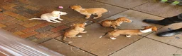 Lurcher dogs for sale: Lurcher in Newcastle - Advert 6