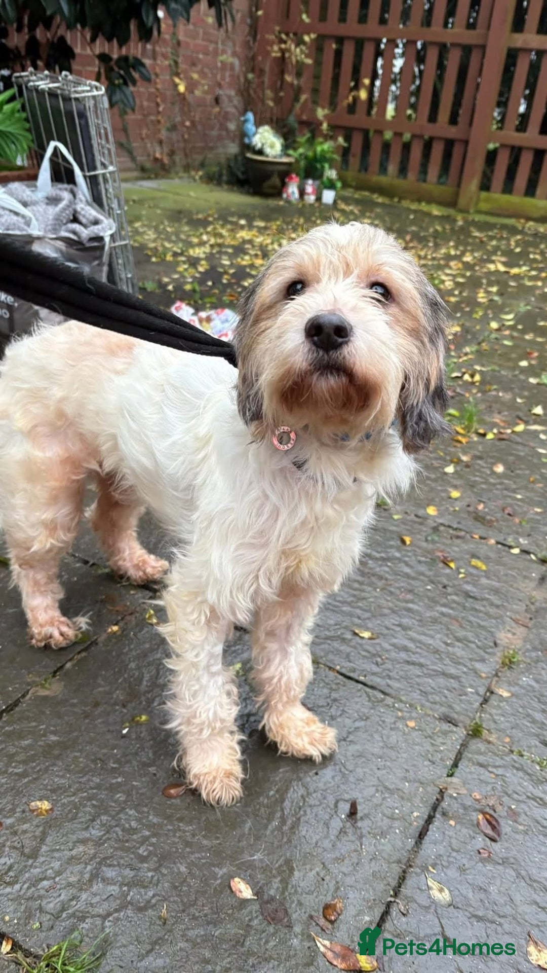 Mixed Breed dogs for adoption: Max - Hingham Norfolk  - Advert 19