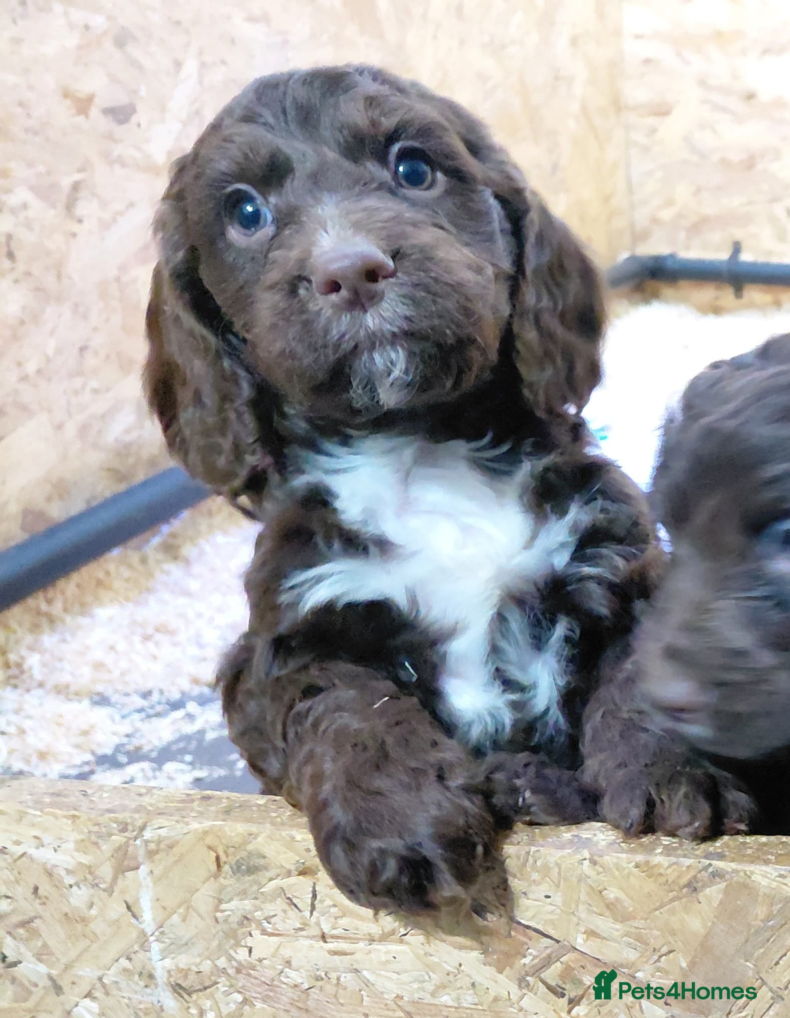 Cockapoo dogs One boy available. - Advert 7