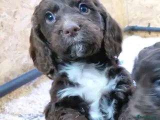 Cockapoo dogs One boy available. - Advert 7