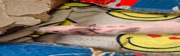 Guinea Pig rodents for sale: Baby Male Skinny Pigs For Sale  - Advert 12