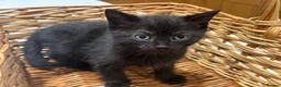 Mixed Breed cats for sale: Black kitten for sale  - Advert 5