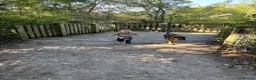 Mixed Breed dogs for sale: WILSON - Cyprus rescue for adoption - Advert 11