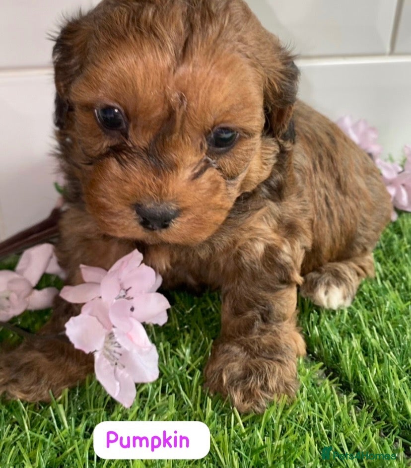 Cavapoo dogs Health tested f1 toy cavapoo puppies  - Advert 1