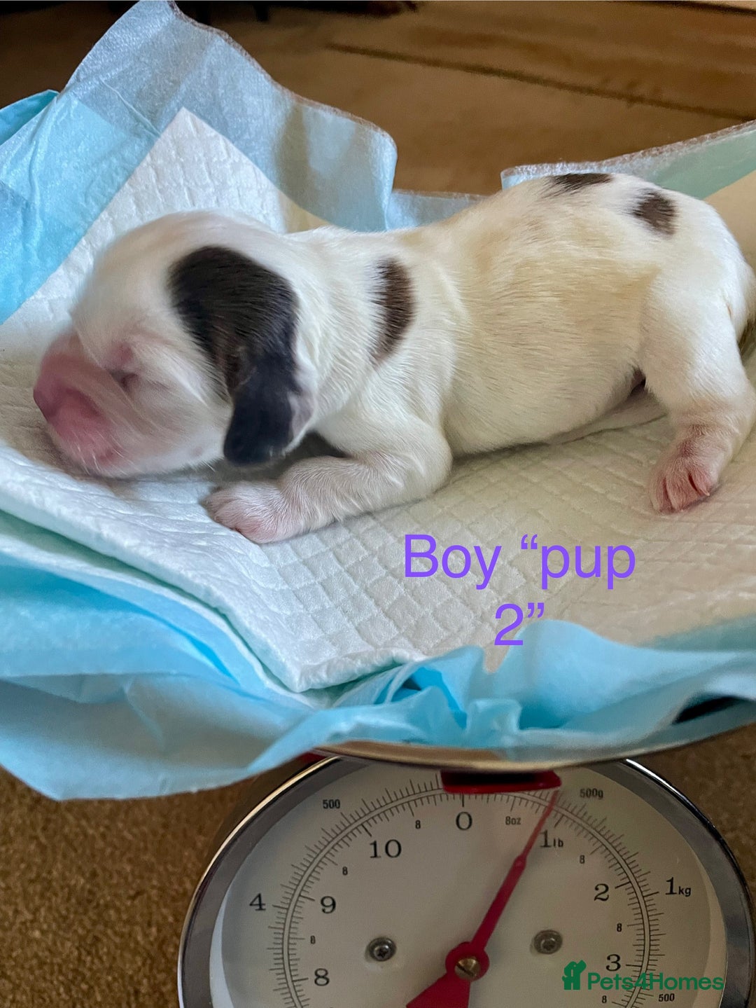 Cocker Spaniel dogs for sale: Your “furever” friend is here - Advert 15