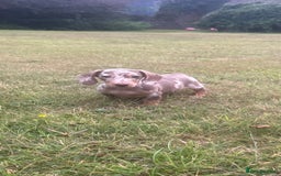 Miniature Dachshund dogs for sale: KC registered Minature Daxi puppies - Image 5