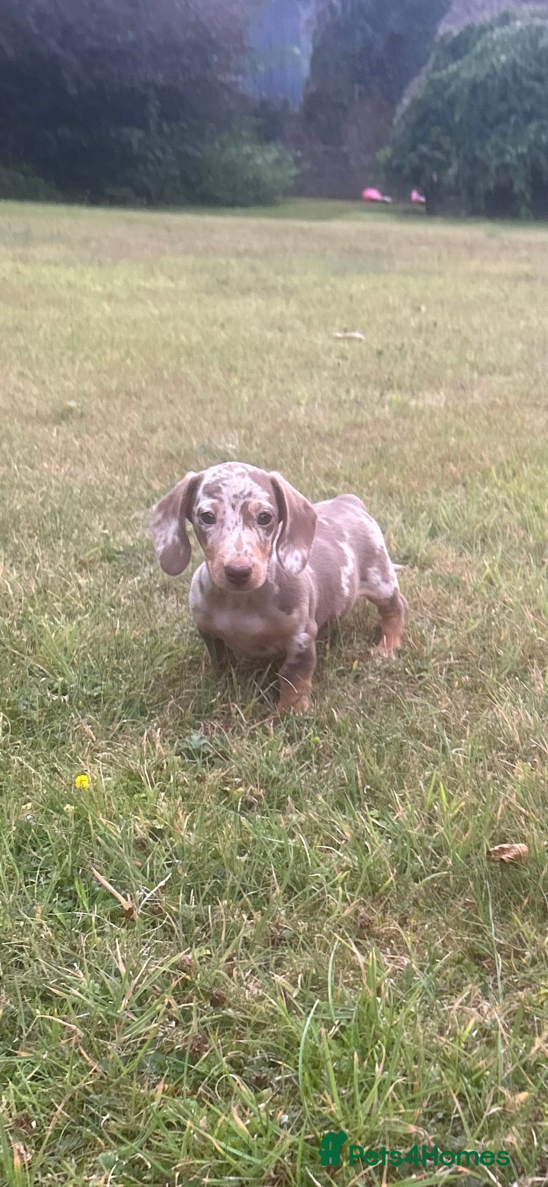 Miniature Dachshund dogs for sale: KC registered Minature Daxi puppies - Image 5