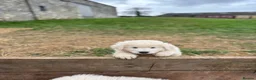 Maremma Sheepdog dogs for sale: Maremma sheepdog puppies - Advert 11
