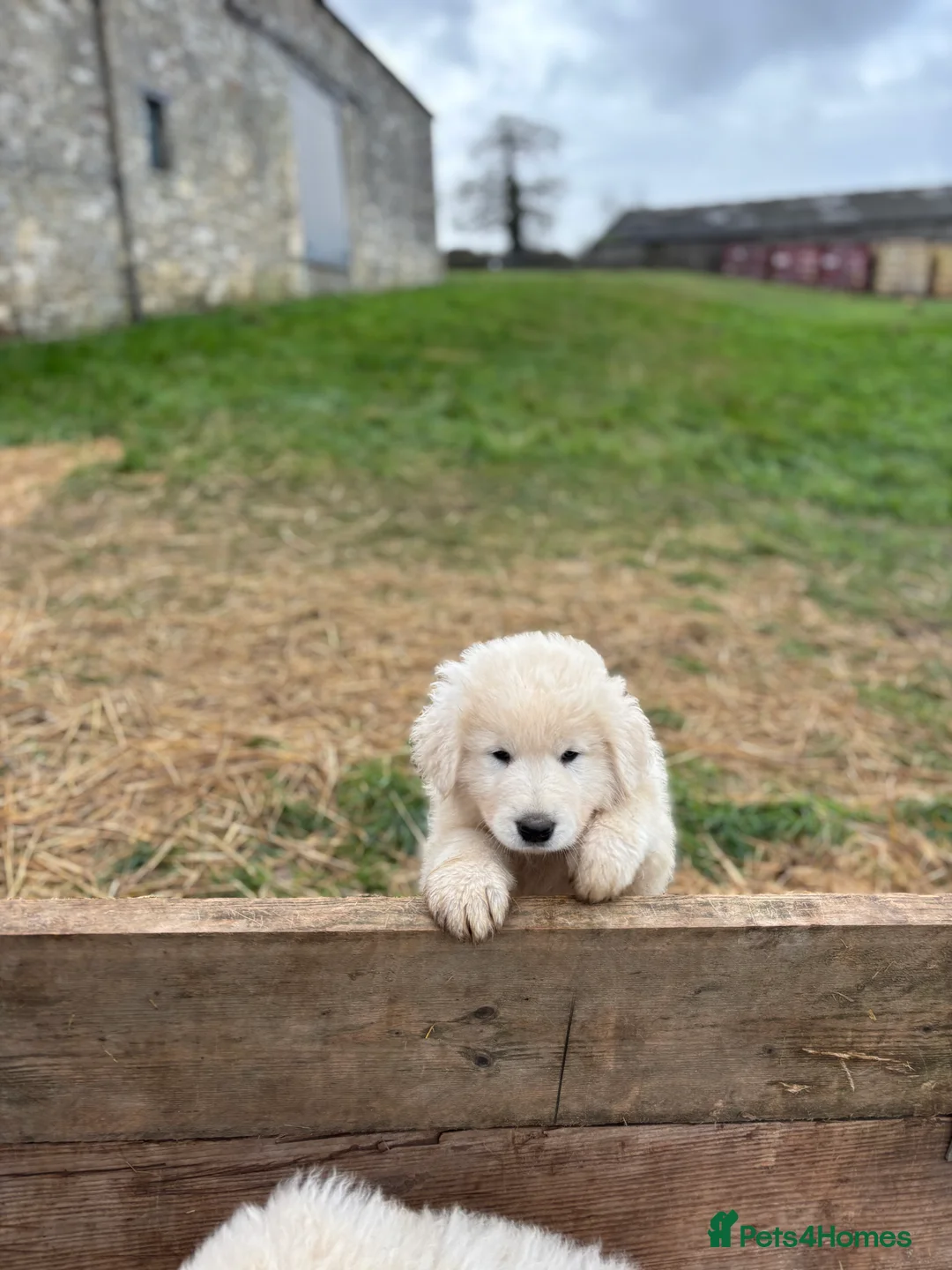 Maremma Sheepdog dogs for sale: Maremma sheepdog puppies - Advert 11