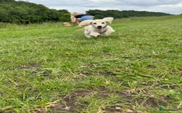 Miniature Dachshund dogs for sale: Kc Reg  Platinum Cream L/H Mini Dachshund  - Image 4