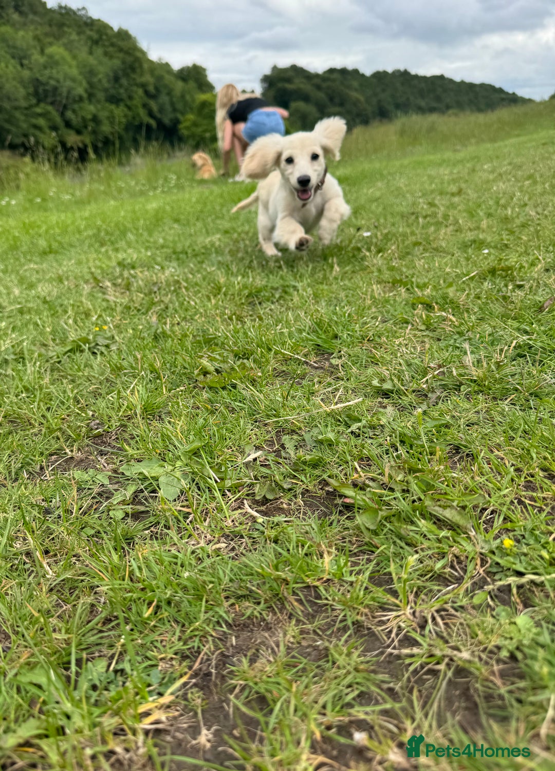 Miniature Dachshund dogs for sale: Kc Reg  Platinum Cream L/H Mini Dachshund  - Image 4