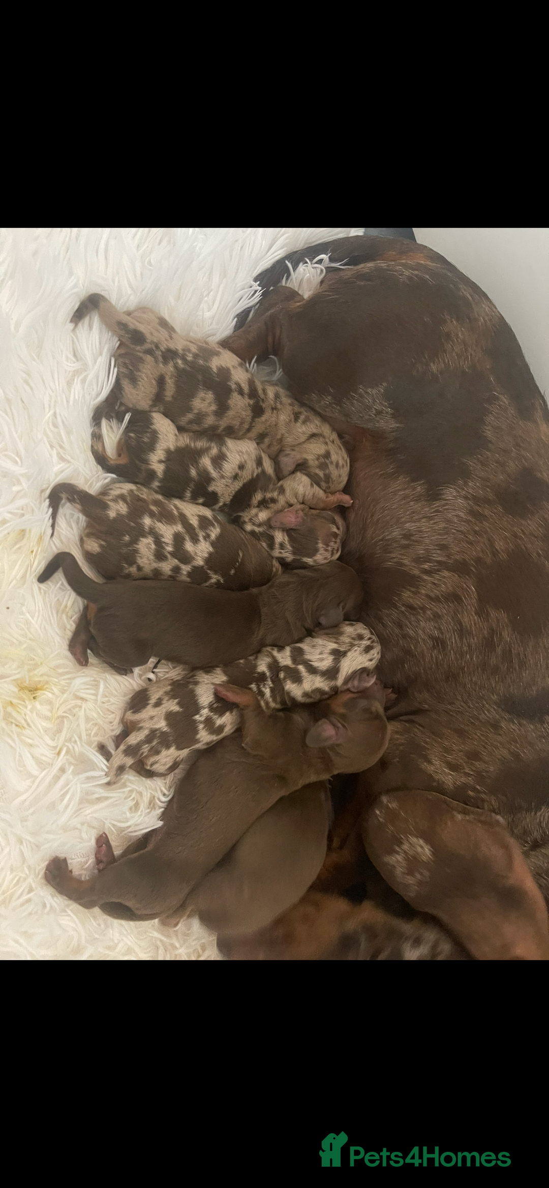 Dachshund dogs for sale: Beautiful litter of 7 dachshund puppies - Image 6