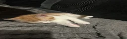 Mixed Breed cats for sale: Four boy kitten - Advert 15