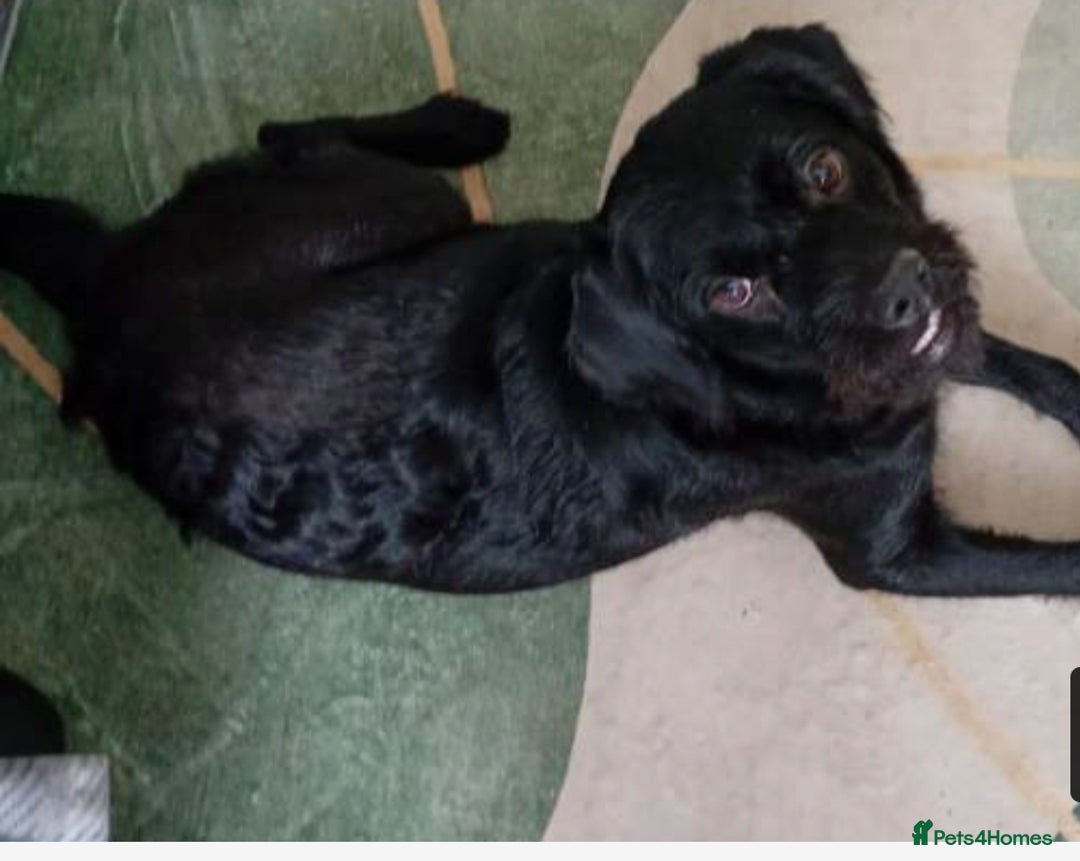 Mixed Breed dogs for sale: Urgent rehome - Advert 1