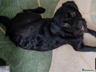 Mixed Breed dogs Urgent rehome - Advert 1