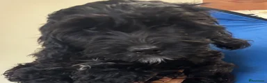 Cockapoo 1- Black girl 