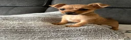 Chorkie dogs for sale: Tiny Chorkie girl Ready Now - Advert 1