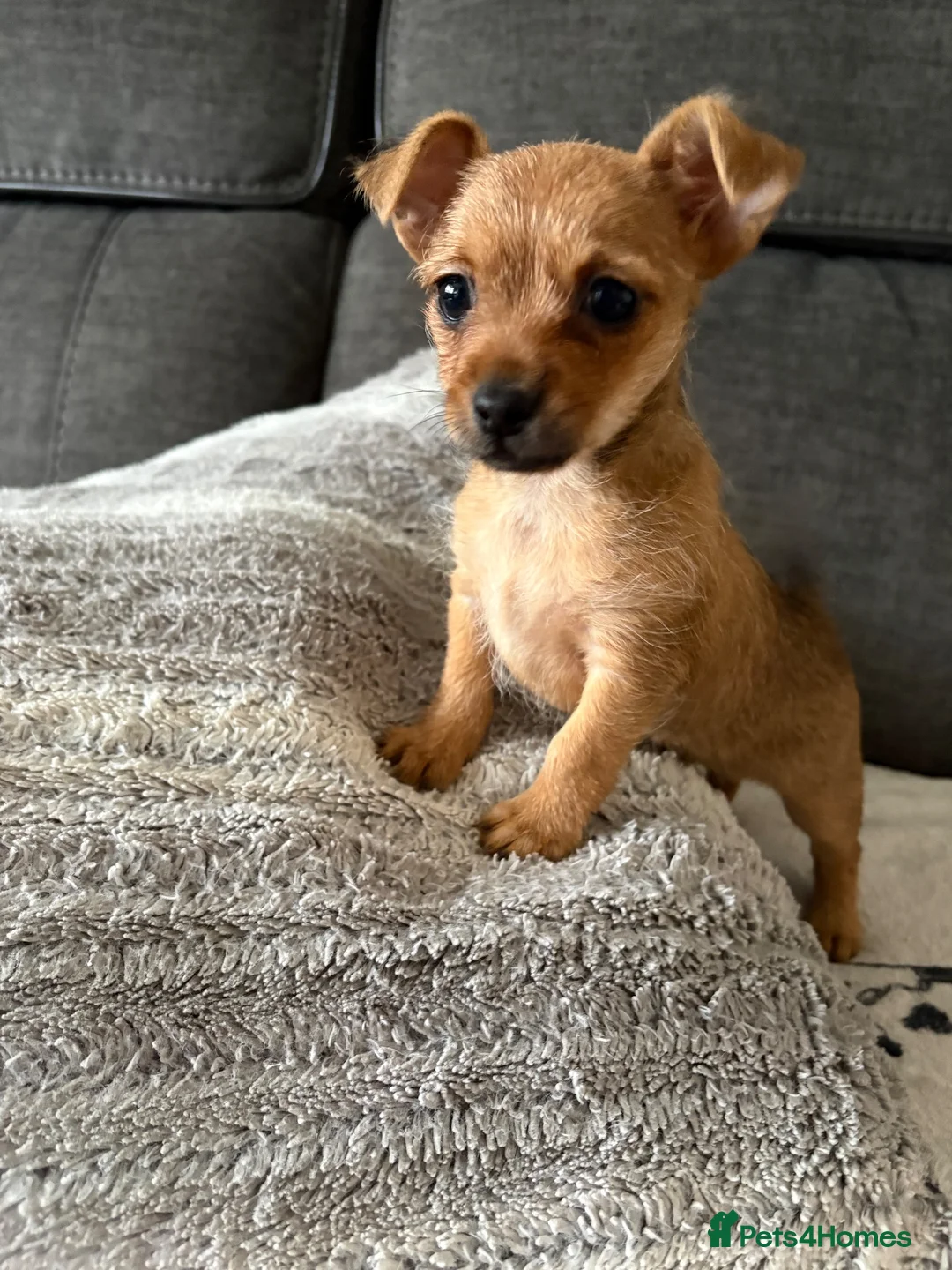 Chorkie dogs for sale: Tiny Chorkie girl Ready Now - Advert 1