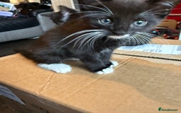 Mixed Breed cats for sale: tuxedo ghost tabby kittens - Image 12