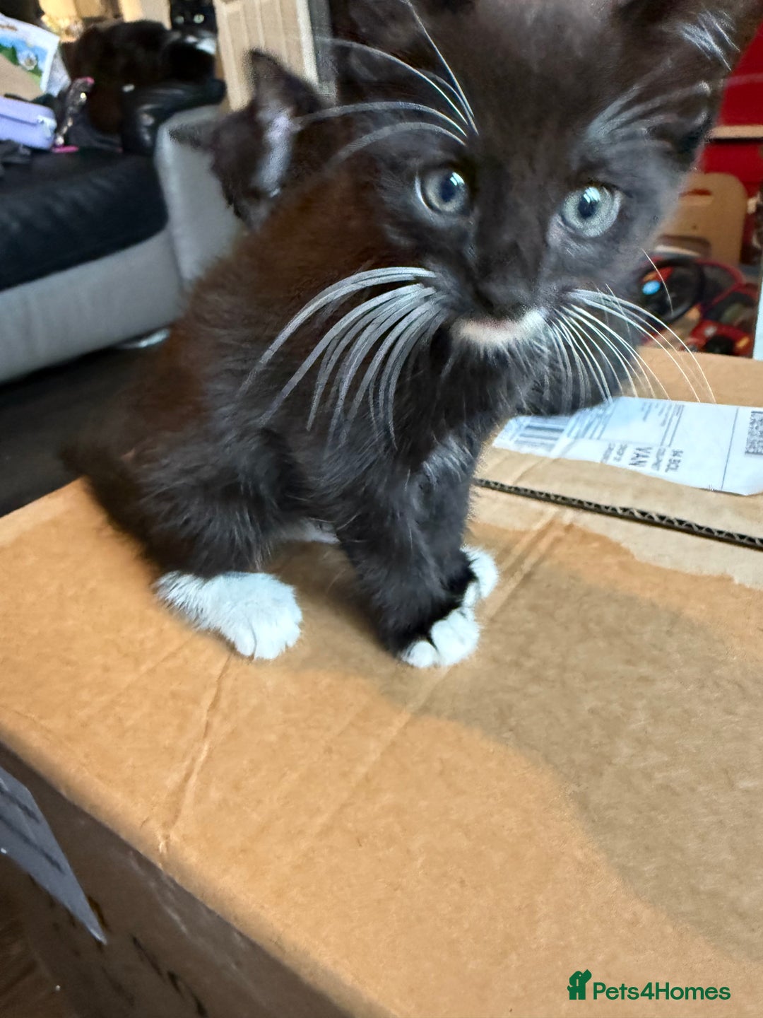 Mixed Breed cats for sale: tuxedo ghost tabby kittens - Image 12