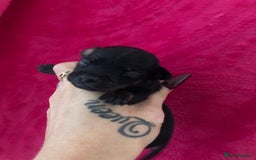 Chihuahua dogs for sale: Beautiful little Chi ready to reserve  - Image 11