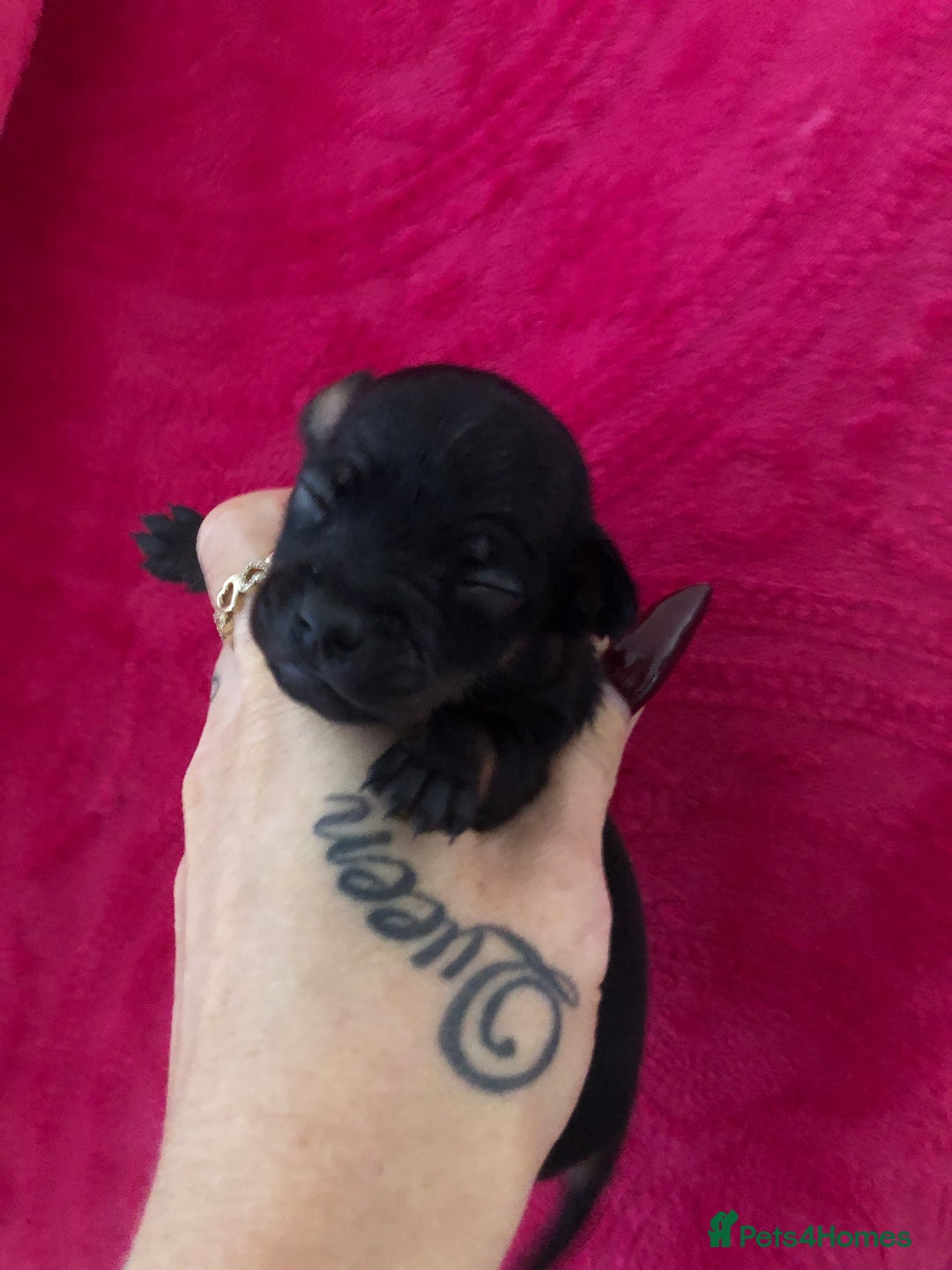 Chihuahua dogs for sale: Beautiful little Chi ready to reserve  - Image 11