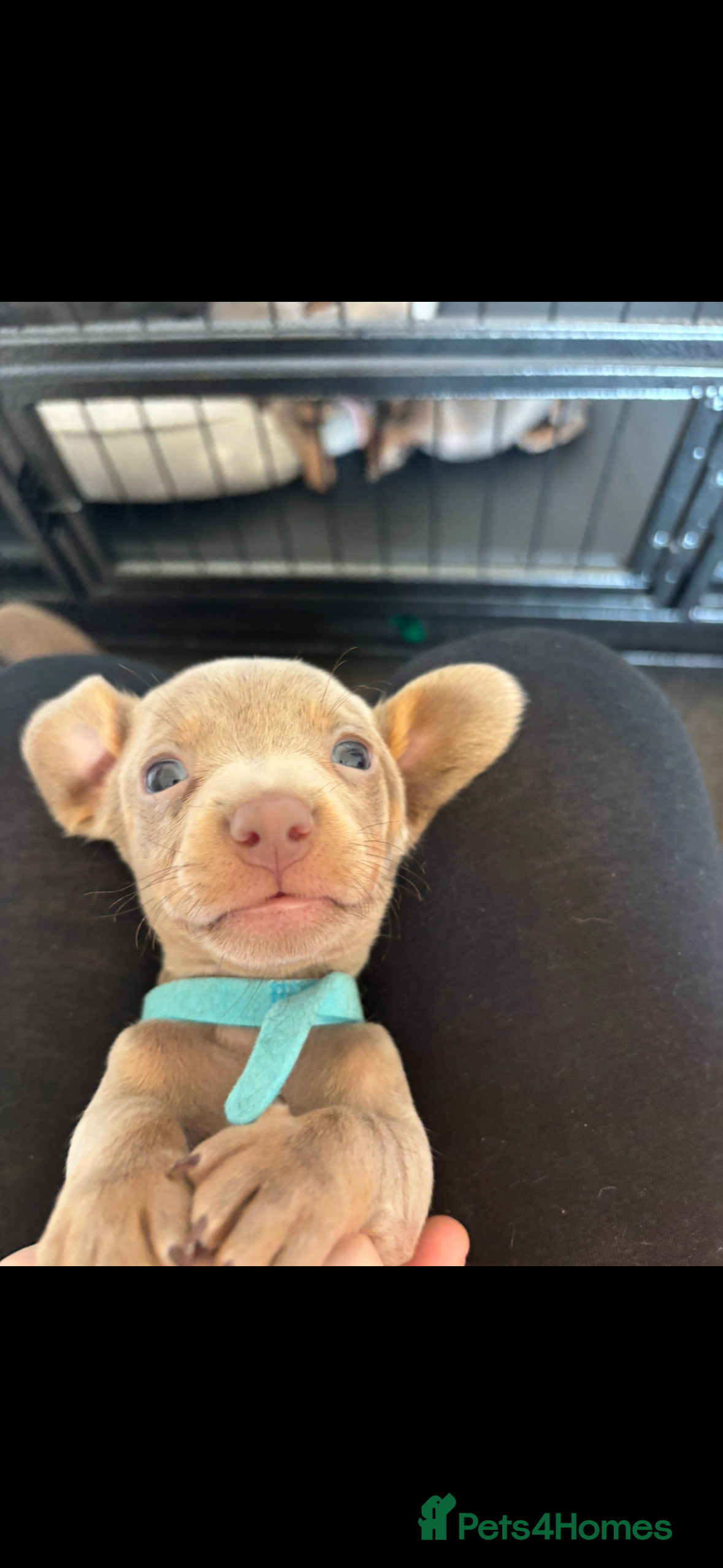 Dachshund dogs Beautiful dacshund puppies for sale - Advert 1