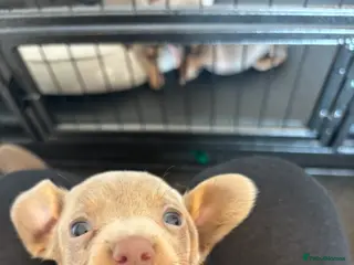 Dachshund dogs Beautiful dacshund puppies for sale - Advert 1