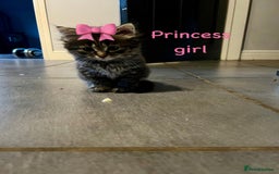 Siberian cats for sale: Siberian girl kittens ready for new home now - Image 5
