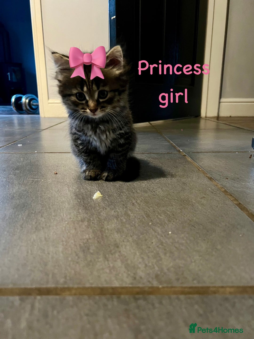 Siberian cats for sale: Siberian girl kittens ready for new home now - Image 5