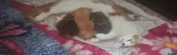 Maine Coon cats for sale: Maine coon x British shorthair kittens - Advert 8