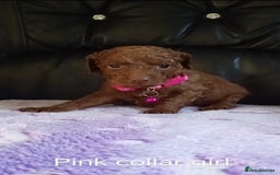 Cockapoo dogs for sale: 7 F1b cockapoos for sale  - Image 5