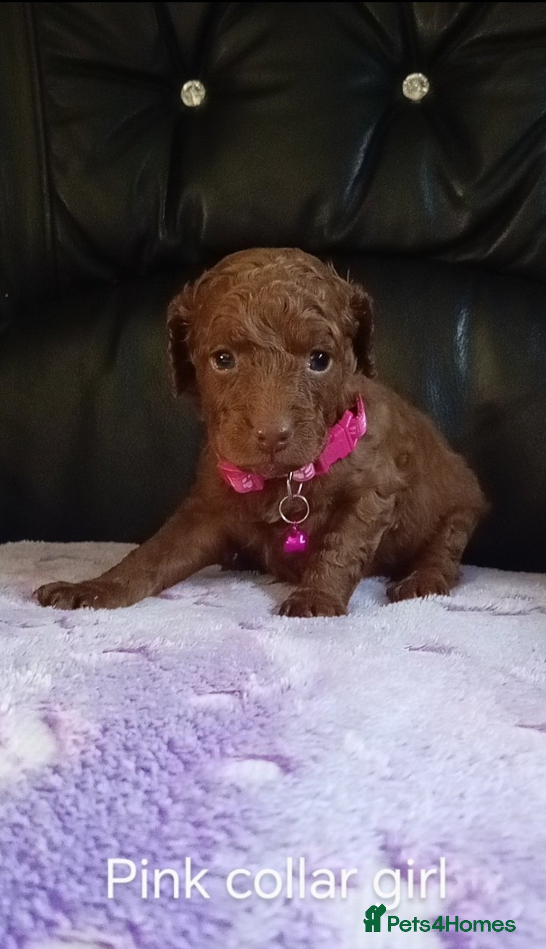 Cockapoo dogs for sale: 7 F1b cockapoos for sale  - Image 5