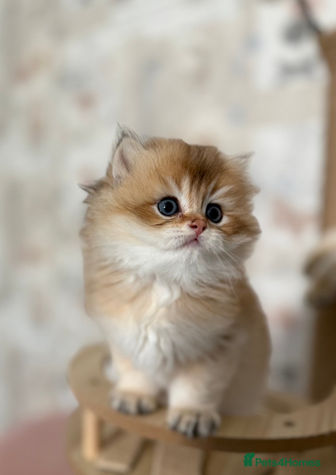 British Longhair cats for sale:  🌟Last British Longhair kitten available🌟 - Image 3