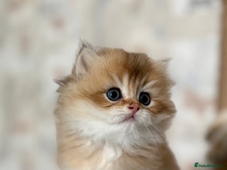 British Longhair cats - Advert 3