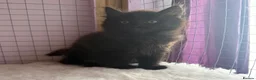 Ragdoll cats for sale: Ragdoll Cross long coated kittens - Advert 7