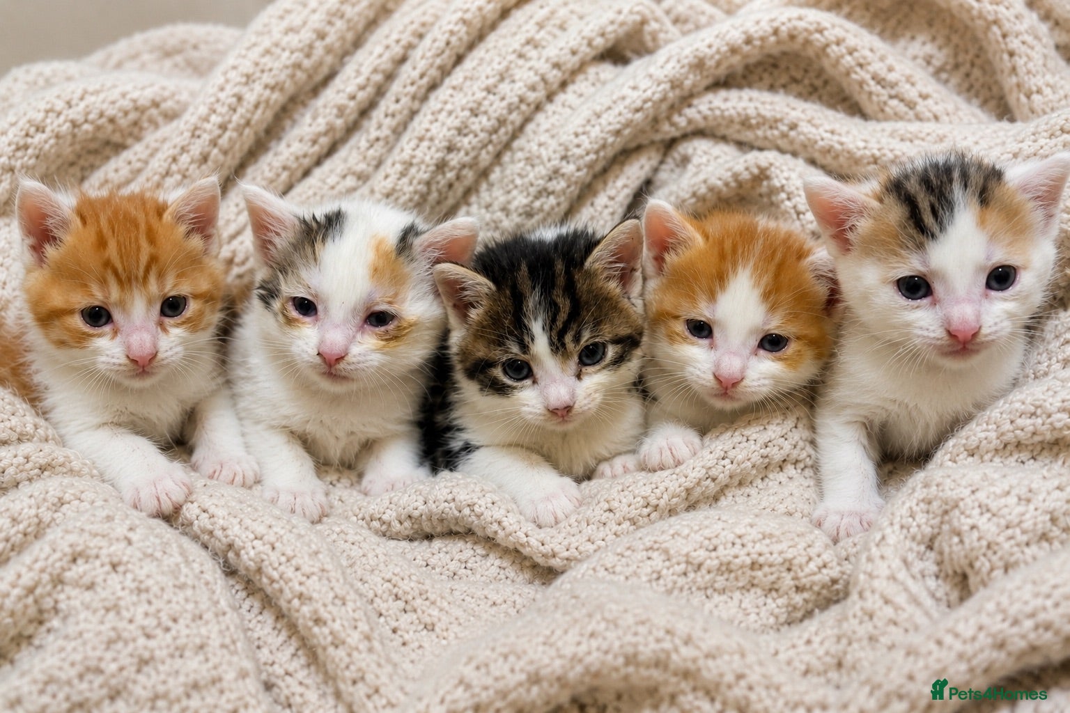 American Shorthair cats Cuddly Cute Kalic Kittens🐾 - Advert 2