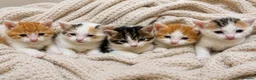 American Shorthair cats for sale: Cuddly Cute Kalic Kittens🐾 - Advert 1