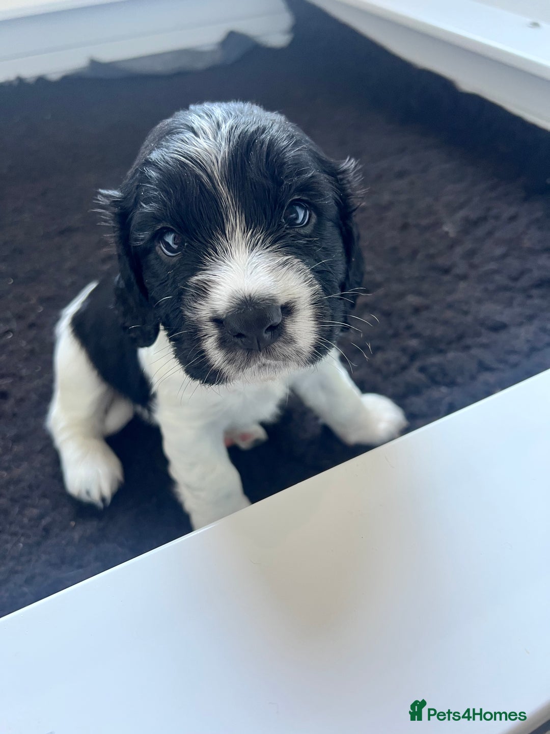 Sprocker dogs for sale: Sprocker Spaniel Puppies - Image 38